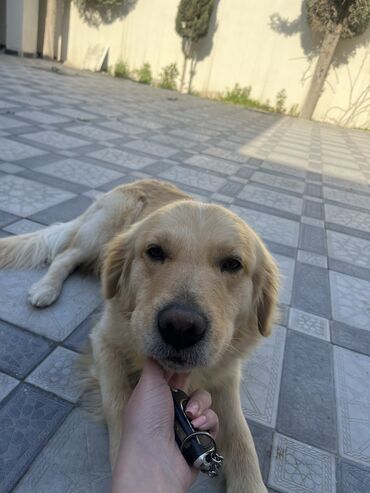 İtlər: Retriever, 3 ay, Erkek, Pulsuz çatdırılma lalafo.az -da İtlər: Retriever, 3 ay, Erkek, Pulsuz çatdırılma