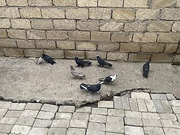 Göyərçinlər: 8 ədəd qara əbreş ağ qənəd falan 4 manatdan 8 ədəddir 2ədəd kəmərilər -da lalafo.az — 6 Göyərçinlər: 8 ədəd qara əbreş ağ qənəd falan 4 manatdan 8 ədəddir 2ədəd kəmərilər — 6