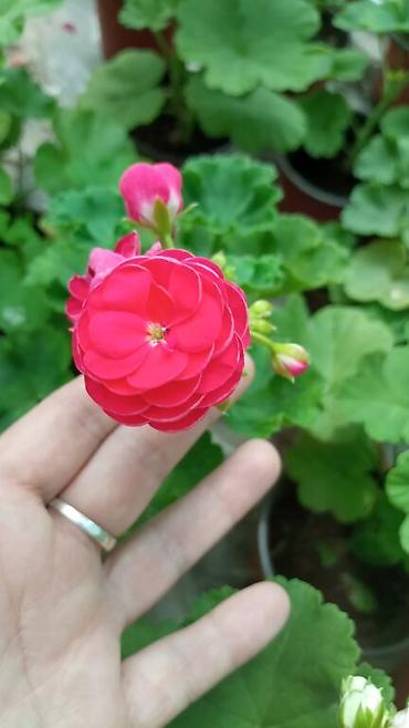 Герани и пеларгонии: Продаю сортовые розебудные пеларгонии, есть и старые хорошие сорта — 9