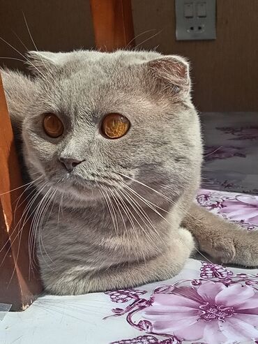 pişik şəkli: Şotland yastı qulaq, Erkək