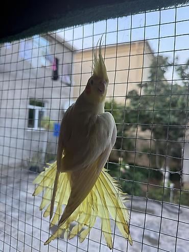 Tutuquşları: Korella əl quşu bala hazir cut kime hansi lazimdisa var sarilar 45-50 — 6