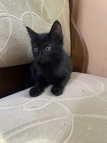 Котята, домашние. На фото — малыши классического окраса: черные и at lalafo.kg Котята, домашние. На фото — малыши классического окраса: черные и