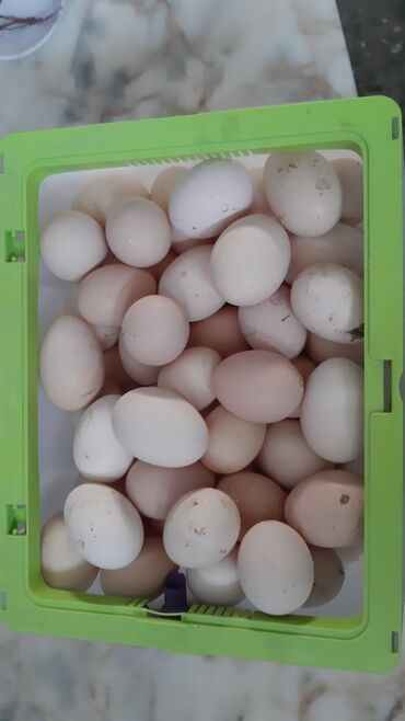 yumurta: Təmiz qan Avstraliya Avstrolop mayalı yumurtaları,100/90 faiz çıxım