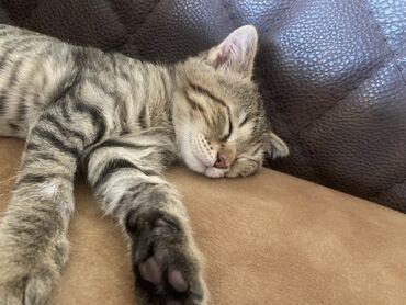 собачка в добрые руки: Tabbi, Dişi, Yaxşı əllərə, Ünvandan götürmə