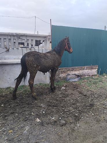 Лошади, кони: Продаю | Кобыла (самка) | Рабочий | Племенные — 5