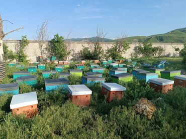 контейнеры для хранения бишкек: Ищу инвестора для развития и расширение пчеловодство возврат денег с