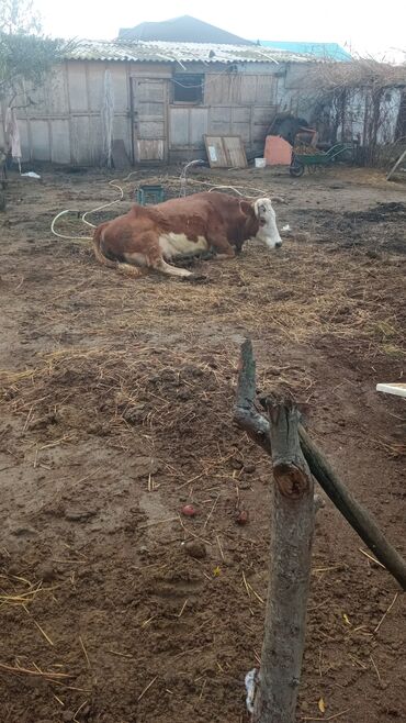 Inəklər, öküzlər: Simental tipli inəklər və buzağı - salam aleykum qirmizi inek 20 — 9