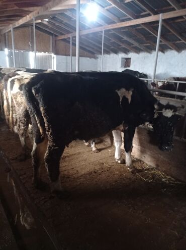 Коровы, быки: Продаю | Корова (самка) | Полукровка | Для разведения, Для молока — 5
