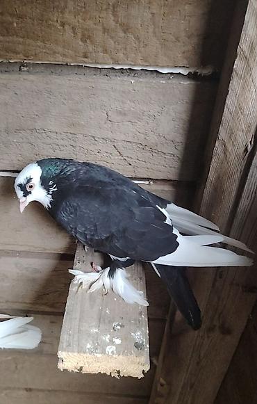 goyercin aliram: Qizğin erkək di uçuşlu quş dur ağ göz ağ baş ayağı xirda lələkləri var — 1