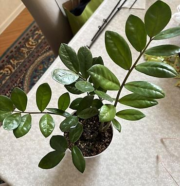 ev bitkisi: Zamioculcas zamiifolia (ZZ bitkisi) – dekorativ otaq bitkisi - Parlaq — 2
