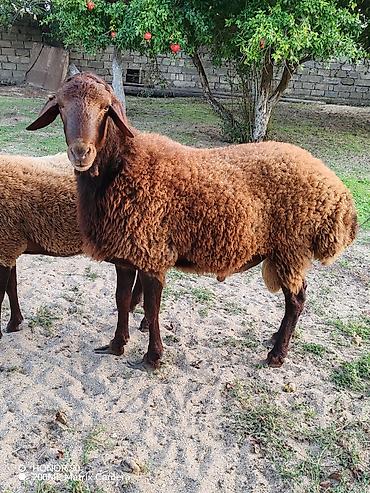 Damazliq temiz qizil qular. Boynu ve qulaqlari sirqali saqlam ve lalafo.az -da Damazliq temiz qizil qular. Boynu ve qulaqlari sirqali saqlam ve