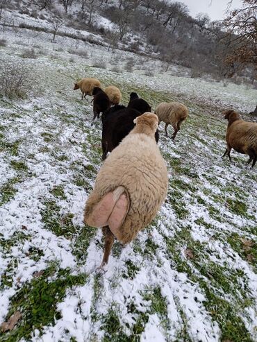 Qoyunlar, qoçlar: Dişi, il: 2, 80 kq, Damazlıq — 6