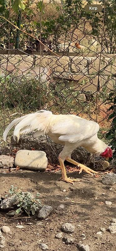 at satanlar: Ağabbağ heyratı xoruzdu 1 yaşı var. Black, buff brama birdə tovuz quşu — 2