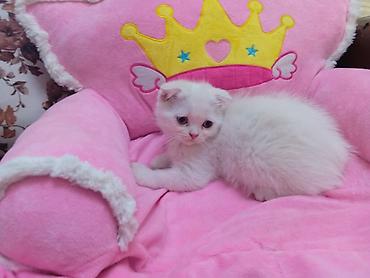 Кошки: Шотландская вислоухая — 2