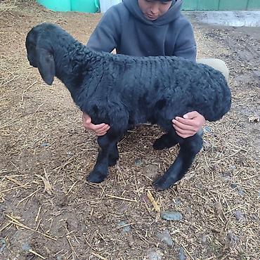 Баран, овца: Продаю | Овца (самка) | Арашан | Для разведения | Котные — 11