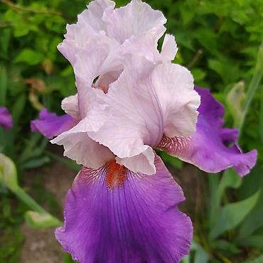 Другие товары для дома и сада: Ирисы 100сом — 8