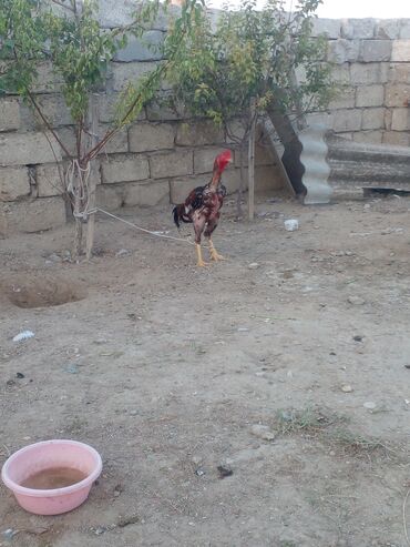 Xoruzlar: Xoruz, Indonesiya, il: 1, Ünvandan götürmə — 6