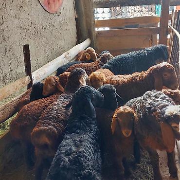 Баран, овца: Продаю | Ягненок — 6