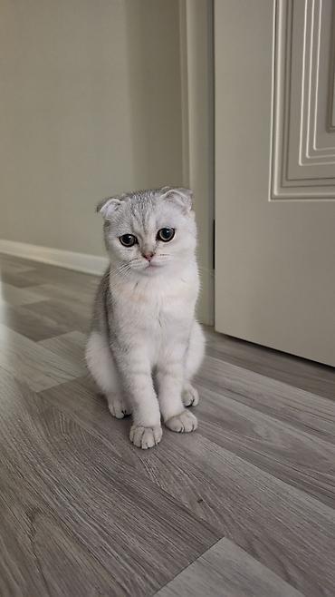 Другие с/х животные: Satılır: Çox gözəl və baxımlı Scottish Fold Silver Shaded pişik! — 1
