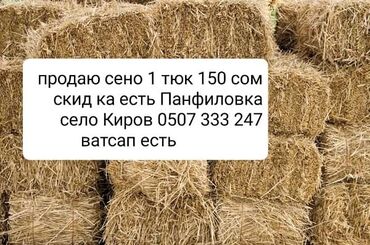 Другие виды семян и саженцев: Кара-балта Панфиловский район село Киров 1 тук 150 сом торг есть