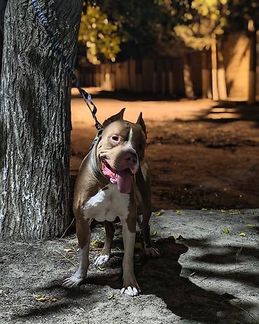 5 ayliq korpe: Pitbul, Erkək, Cütləşmə üçün — 1