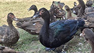 Heyvanlar: Muscovy ördəkləri (indoutka) — müxtəlif rəng çalarlarında sürü - — 2