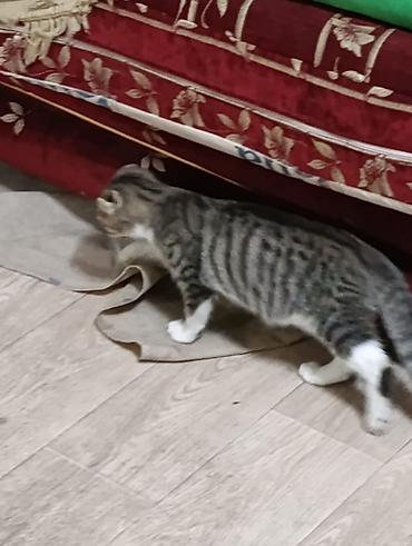 коты бишкек: Шотландский вислоухий котёнок (скоттиш-фолд), тигровый окрас табби с — 6