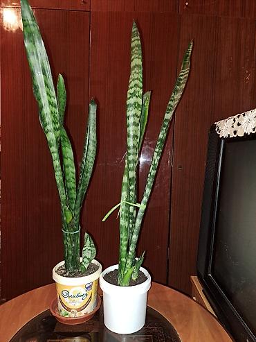 Зоотовары: Продаю домашние цветы разные не дорого смотрите мой профиль выбирайте — 2