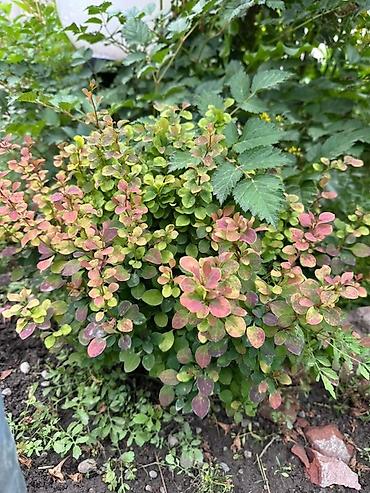 Декоративные деревья: Продаю все виды садовых растений,кустарников и цветов. Ош at lalafo.kg — 4 Декоративные деревья: Продаю все виды садовых растений,кустарников и цветов. Ош — 4