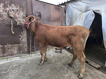 Коровы, быки: Продаю | Тёлка | Для разведения | Привязанные — 17