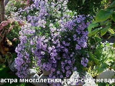 Другие садовые цветы и кустарники: Садовые растения - кустарники ( вейгела пестролистная, рябинник — 20