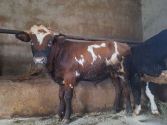 Balıqlar: Təmiz Cins Dana Erkək, damazlıq potensiallı təmiz cins dana. Rəngi