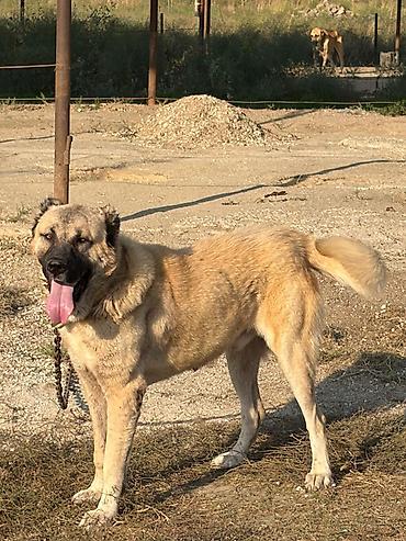 golden it cinsi: Qurdbasar, 2 il, Erkək, Peyvəndli, Rayonlara çatdırılma — 1