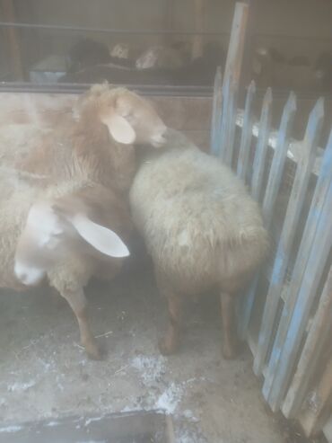 Бараны, овцы: Продаю | Овца (самка) | Для разведения | Матка — 13