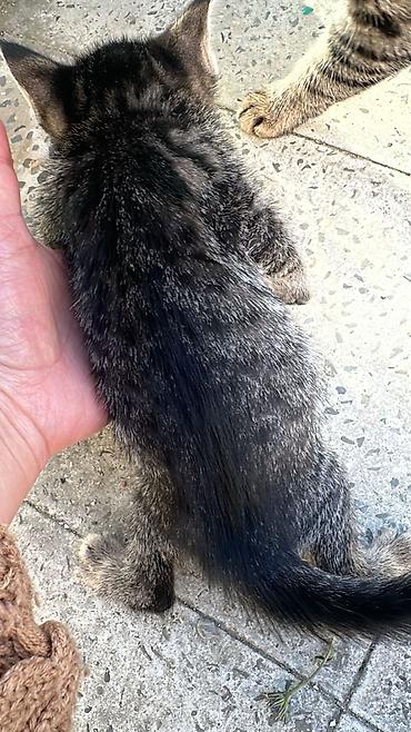 Pişiklər: Tabbi, Erkək — 7