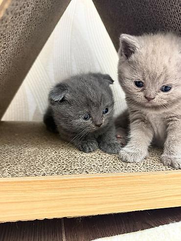 вет: Ит кууту: Скотиш Фолд (Шотландиялык шалпаң кулак), Эркек, 2 жаш, Көгүлтүр — 6
