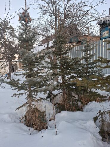 Декоративные деревья: Саженцы деревьев: Ели — 11