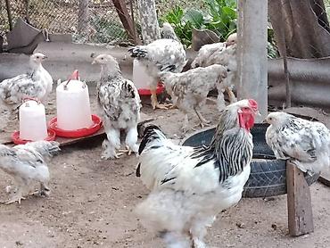 цыплята брама: Продаю | Куры | Брама | Для разведения — 1