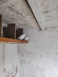 Göyərçinlər: Göyərçinlər satılır biri 10 manatdan. Birindən başqa-ayağı bol papışdı — 7