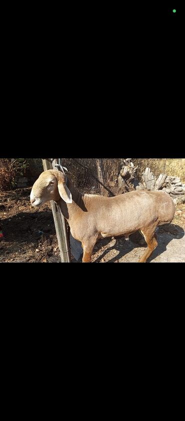 Бараны, овцы: Продаю | Баран (самец) | Арашан | Для разведения | Осеменитель