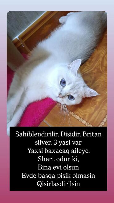 Gəmiricilər: Britan, Dişi, Yaxşı əllərə
