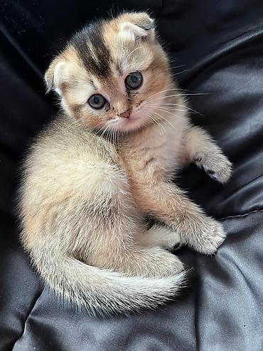 Pişiklər: Şotland — 9