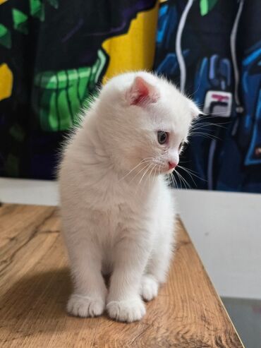 Продажа кошек: Продаются котята шотланской породы at lalafo.kg — 8 Продажа кошек: Продаются котята шотланской породы — 8
