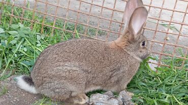 кролики бишкек: Продаю | Крольчиха (самка) | Серый великан | Для разведения | Племенные