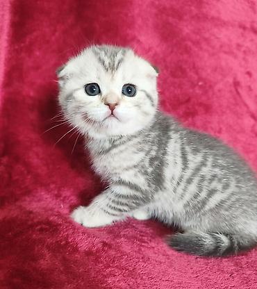 Продажа кошек: Предлагается к предварительному резерву котенок. Скоттиш Фолд. Девочка — 10