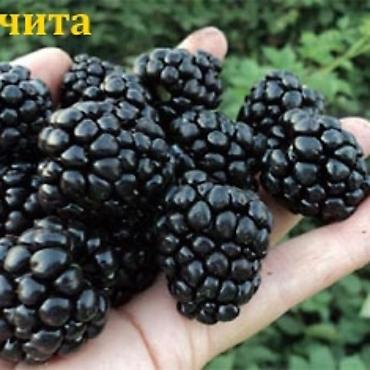 register yagody plus live: Ежевика крупноплодная (садовая) - Ягоды очень крупные — 1