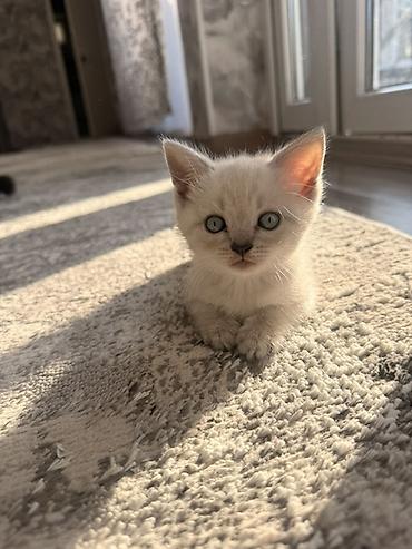 үй жаныбарлары: Британский короткошёрстный котёнок, В Оше срочно ‼️ окрас крем-пойнт — 1