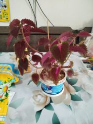 отдам даром навоз: Отдам даром