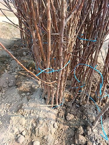 Малина: Малина — 13