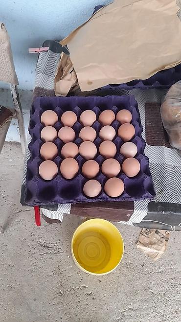 heyvanlar quslar: Şəkildə gördüyümüz toyuqların yumurtası endirimdə tam mayalıdı — 6